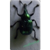 Byctiscus populi (Linnaeus, 1758) Tutkarz osinowiec